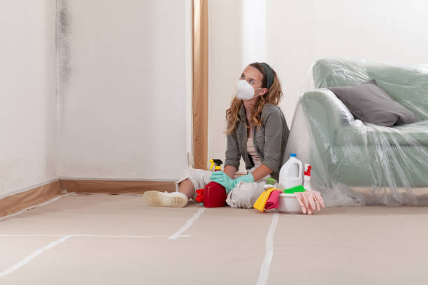 Reliable Mold Cleanup contractor in Springfield, NJ by Cheap Mold Removal