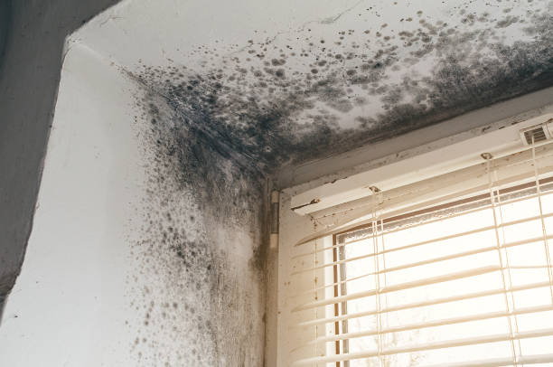 Affordable Mold Cleanup solutions in Springfield, NJ